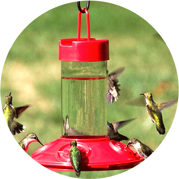 Hummingbird Feeder with several hummingbirds feeding on it